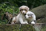 BERGER AUSTRALIEN PUPPIES 836
